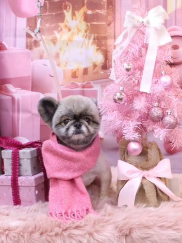 20241224リムルくん